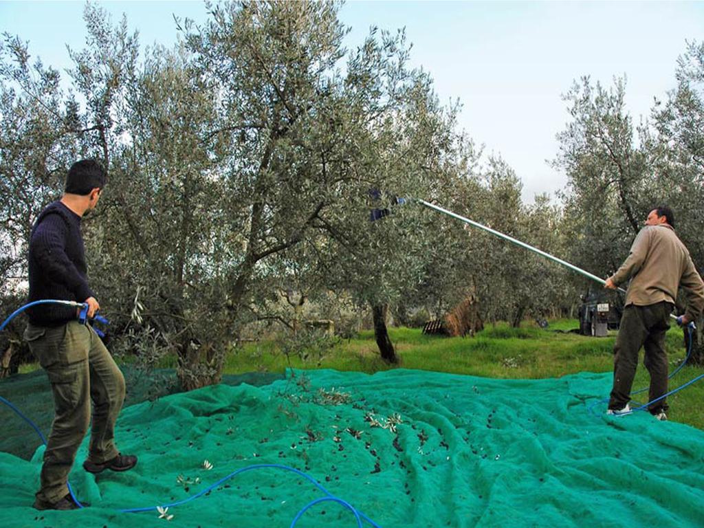Agriturismo Borgo Dell'Aschetto Marina di Cerveteri الغرفة الصورة
